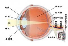 眼科科普｜你的眼睛你了解吗？